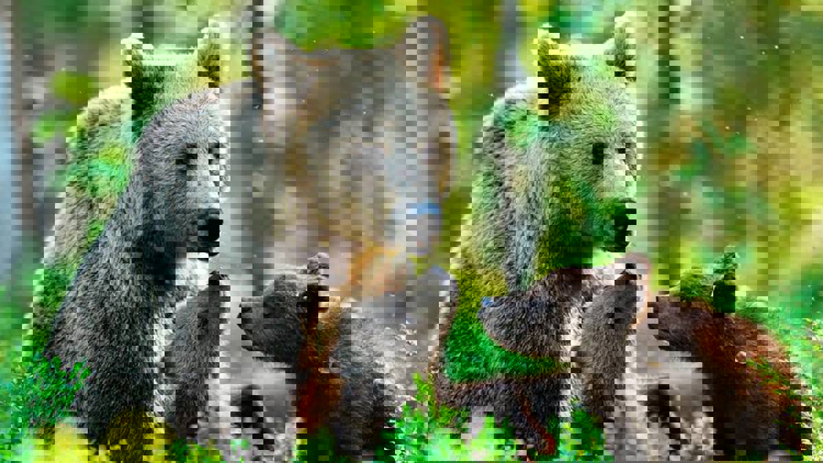 تغير المناخ يؤدي إلى هجرة الدببة للمناطق المأهولة بالسكان