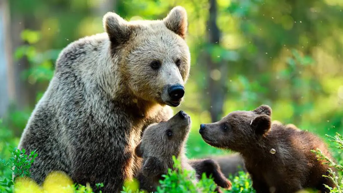 تغير المناخ يؤدي إلى هجرة الدببة للمناطق المأهولة بالسكان