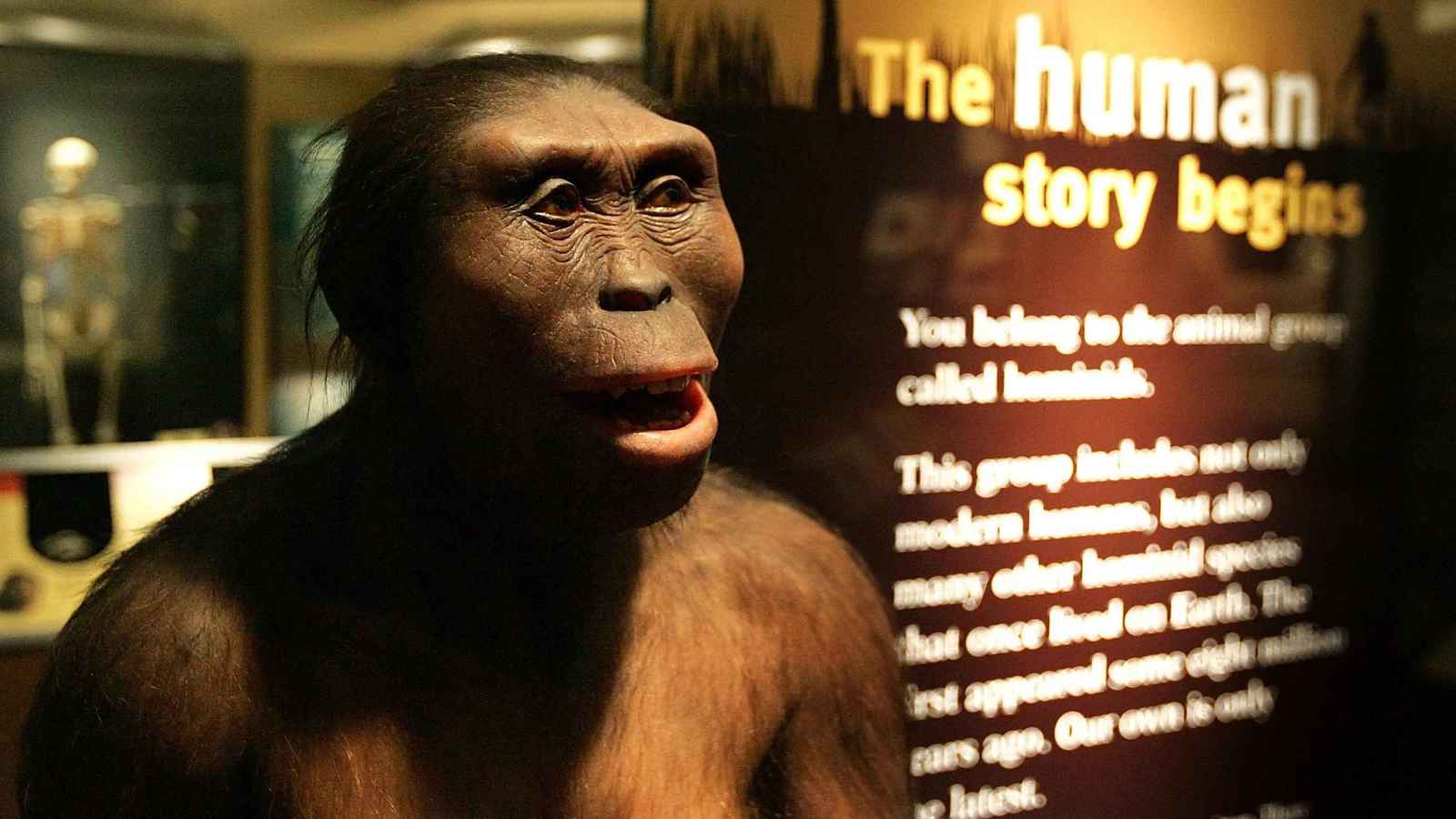 لوسي في أوروبا لأول مرة.. الهيكل العظمي الشهير يزور براغ