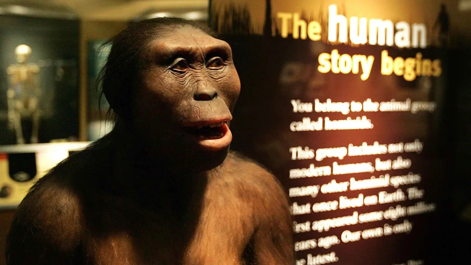 لوسي في أوروبا لأول مرة.. الهيكل العظمي الشهير يزور براغ