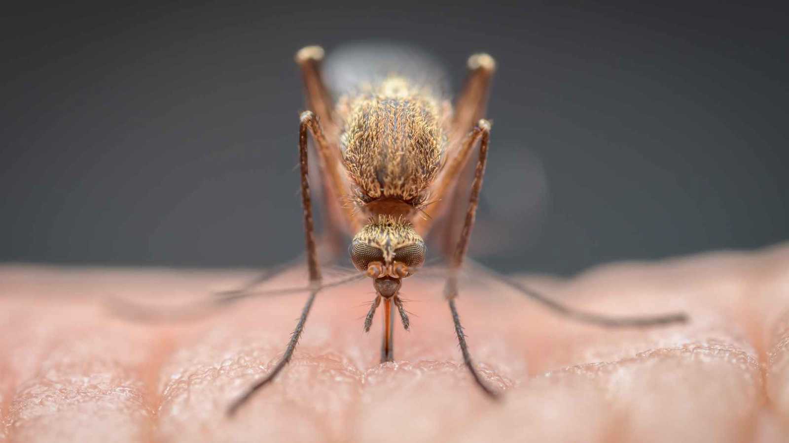 البعوض يفضل من يشرب الكحول ويدخن القنب