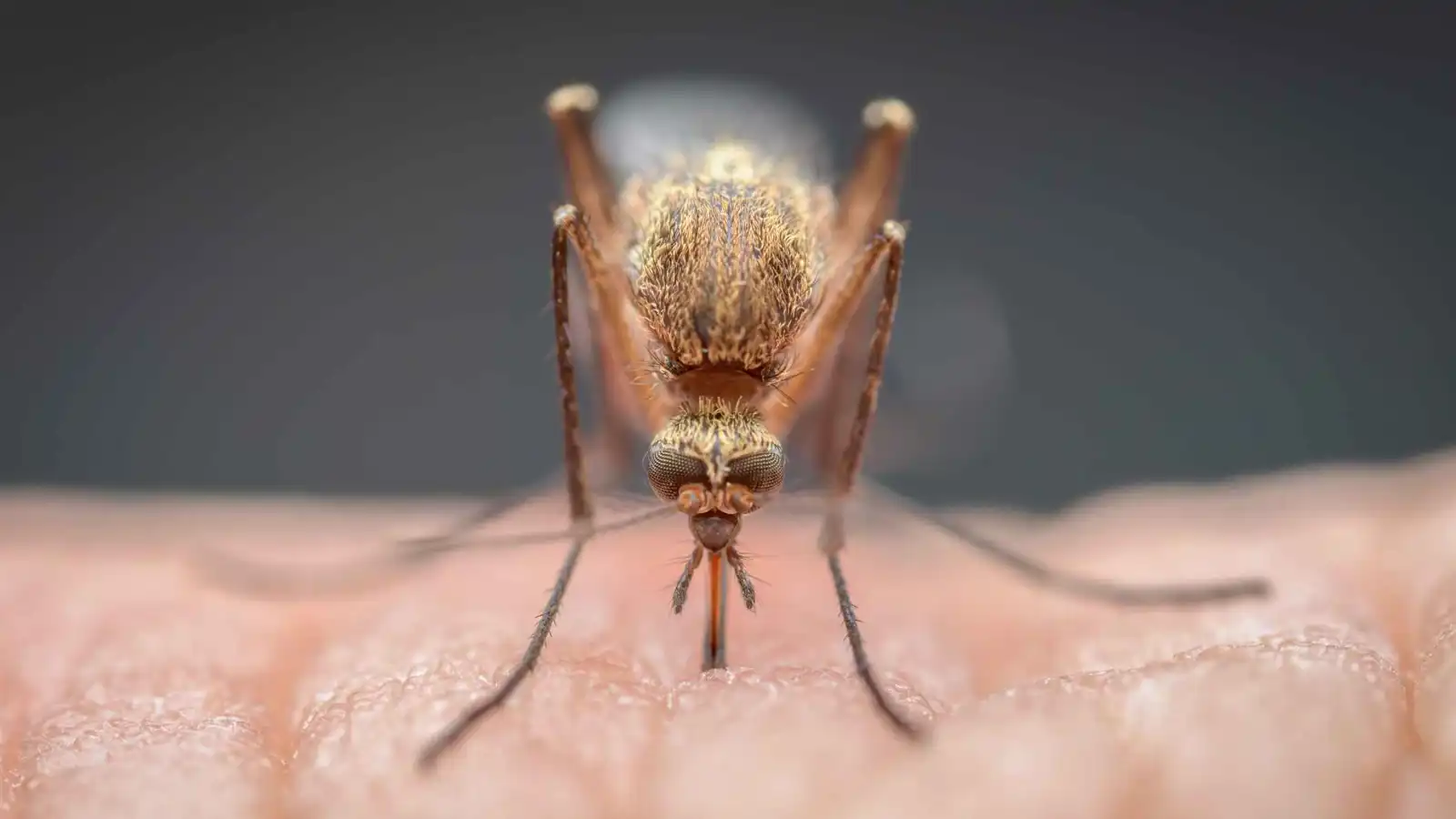 البعوض يفضل من يشرب الكحول ويدخن القنب