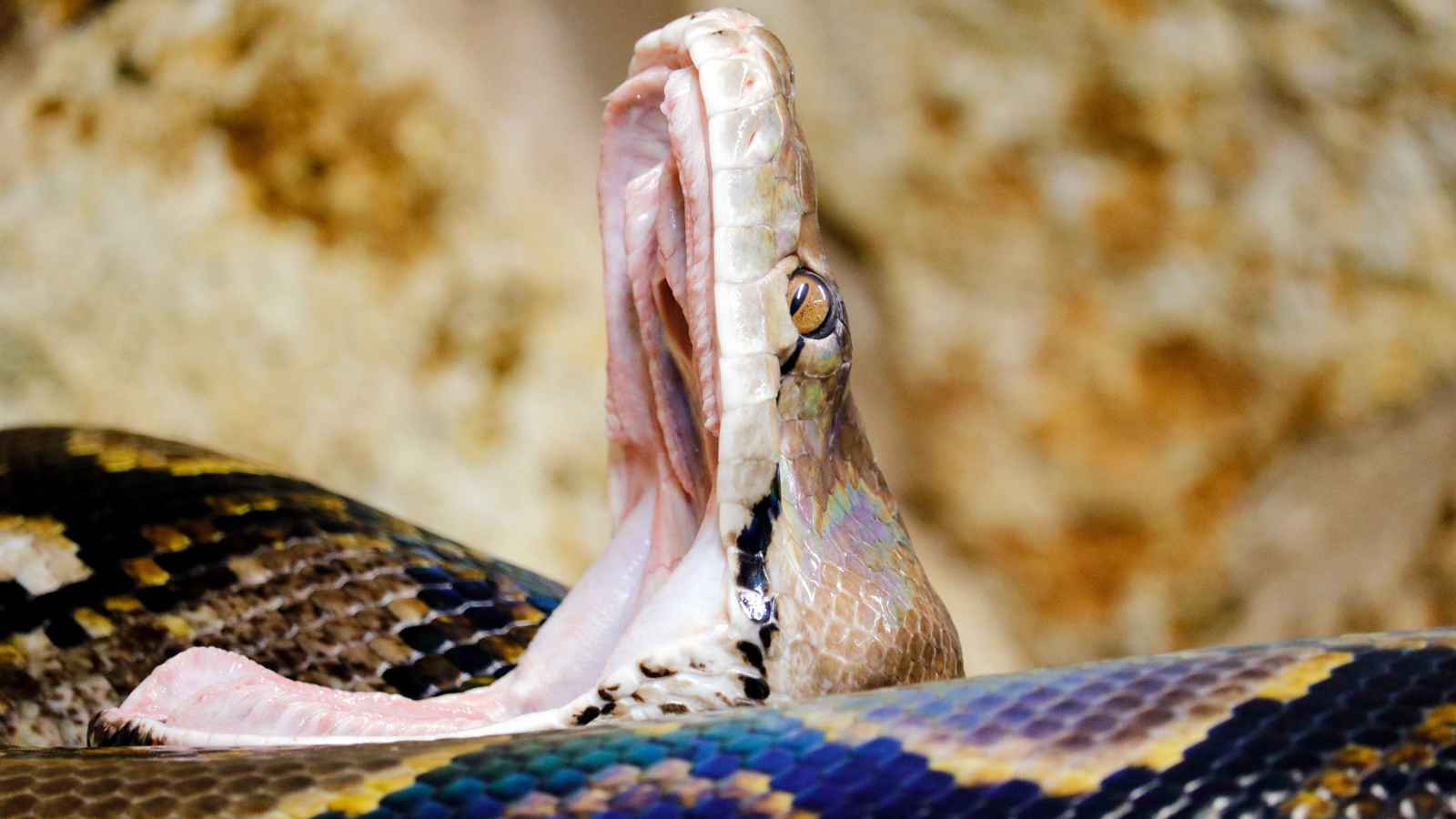 أفعى داخل مرحاض قطار  تثير رعباً في الهند (فيديو)