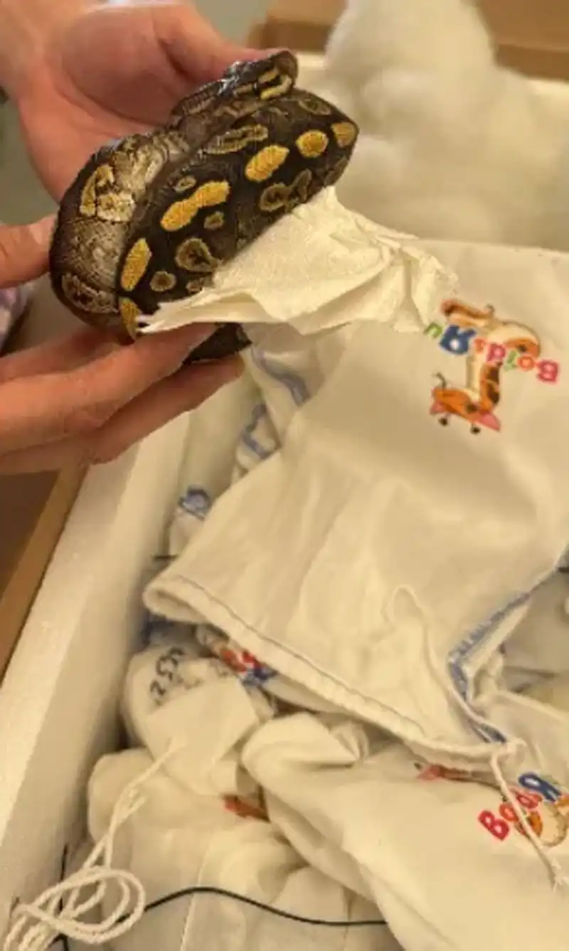 ضبط سائق حاول تهريب عشرات الثعابين إلى المكسيك