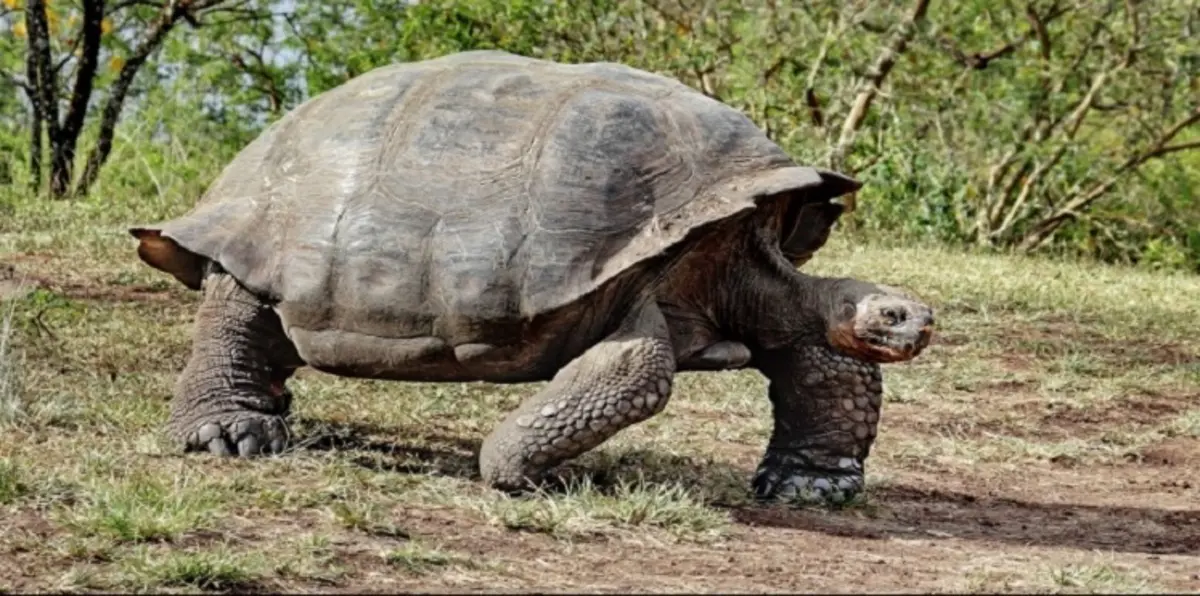 حداد في فيتنام لنفوق سلحفاة مائية شهيرة