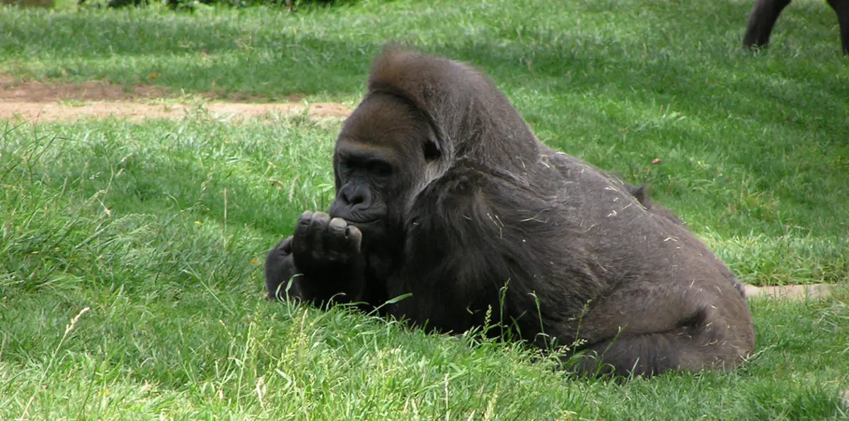 بالصور.. غوريلا عملاق يطارد إوزة