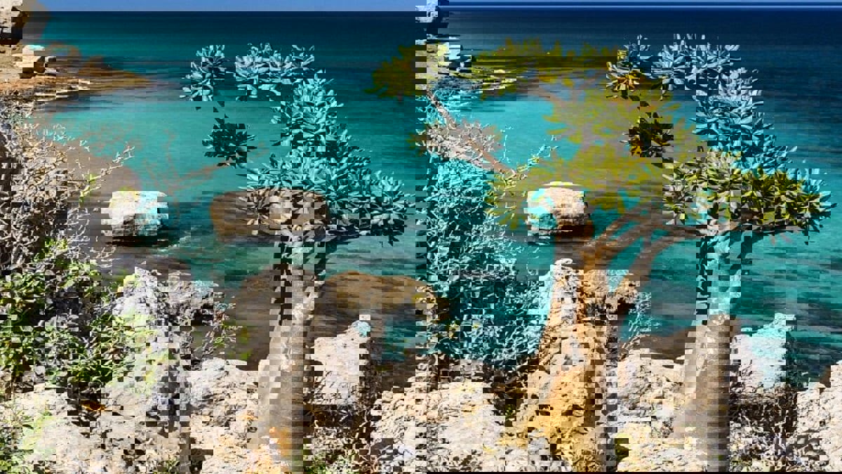 أزمة بيئية تهدد التنوع البيولوجي في أرخبيل سقطرى اليمني‎