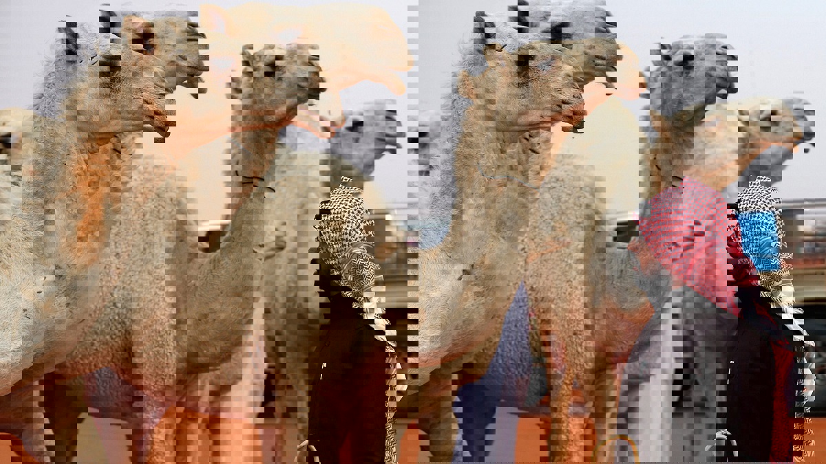 ملاك الإبل في السعودية على موعد مع أخبار سارة