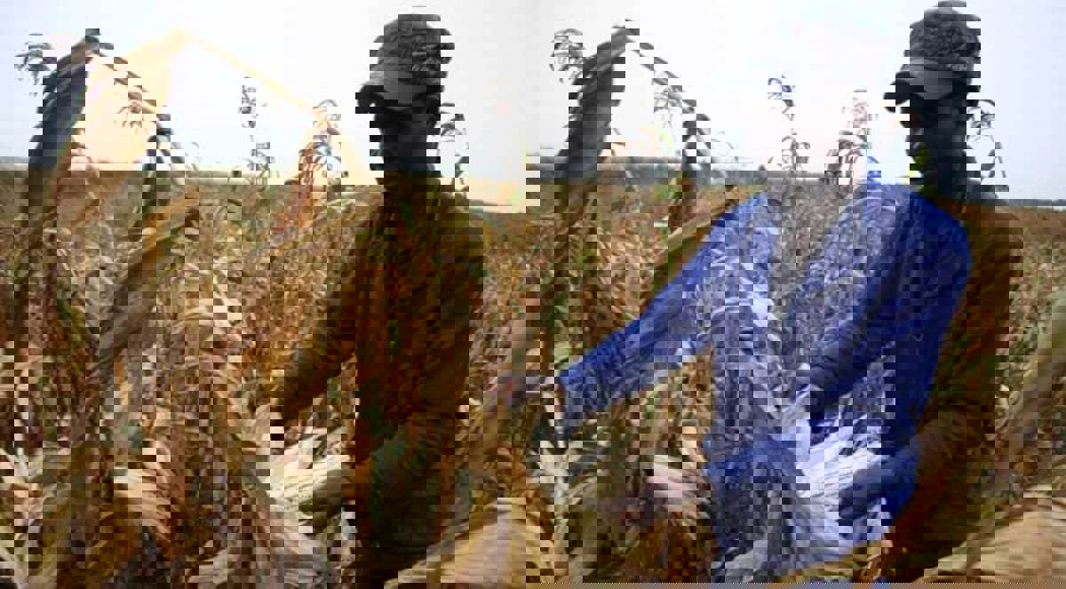 مجلس النواب الفرنسي يحظر زراعة الذرة المعدلة جينيا