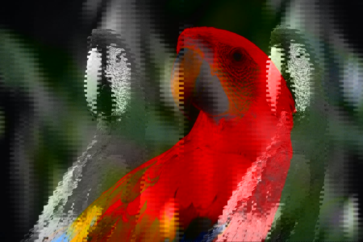 حصدت أرواح 5 أشخاص حتى الآن.. ما هي حمى الببغاء؟ 