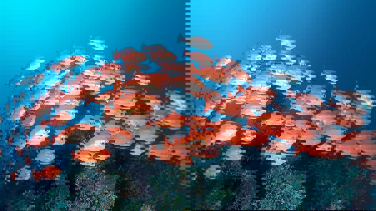 أسماك من البحر الأحمر تغزو المتوسط بسبب ارتفاع درجات الحرارة