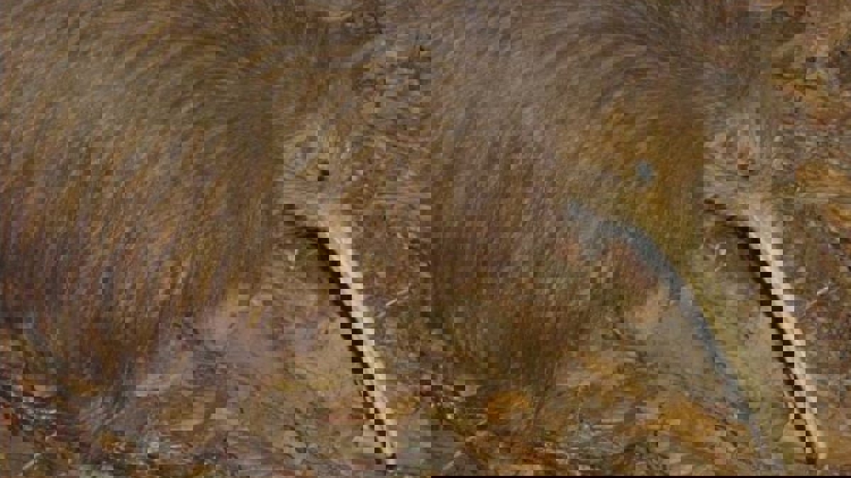 حقيقة صورة طائر سُميت فاكهة "الكيوي" باسمه