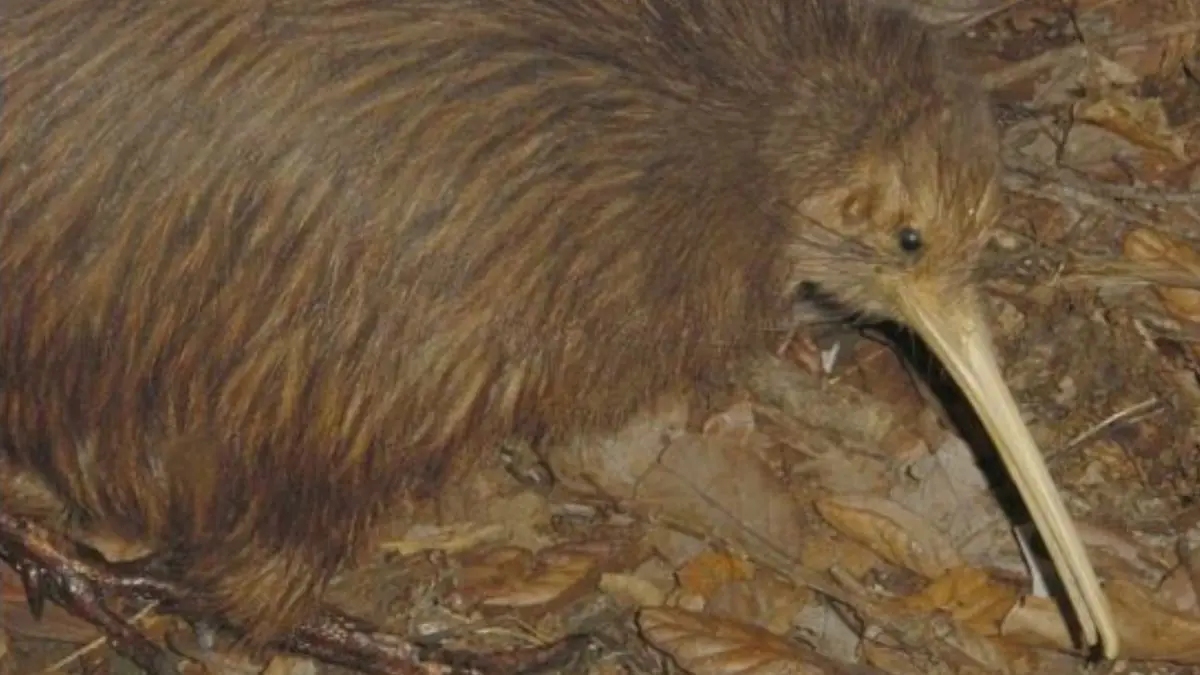 حقيقة صورة طائر سُميت فاكهة "الكيوي" باسمه