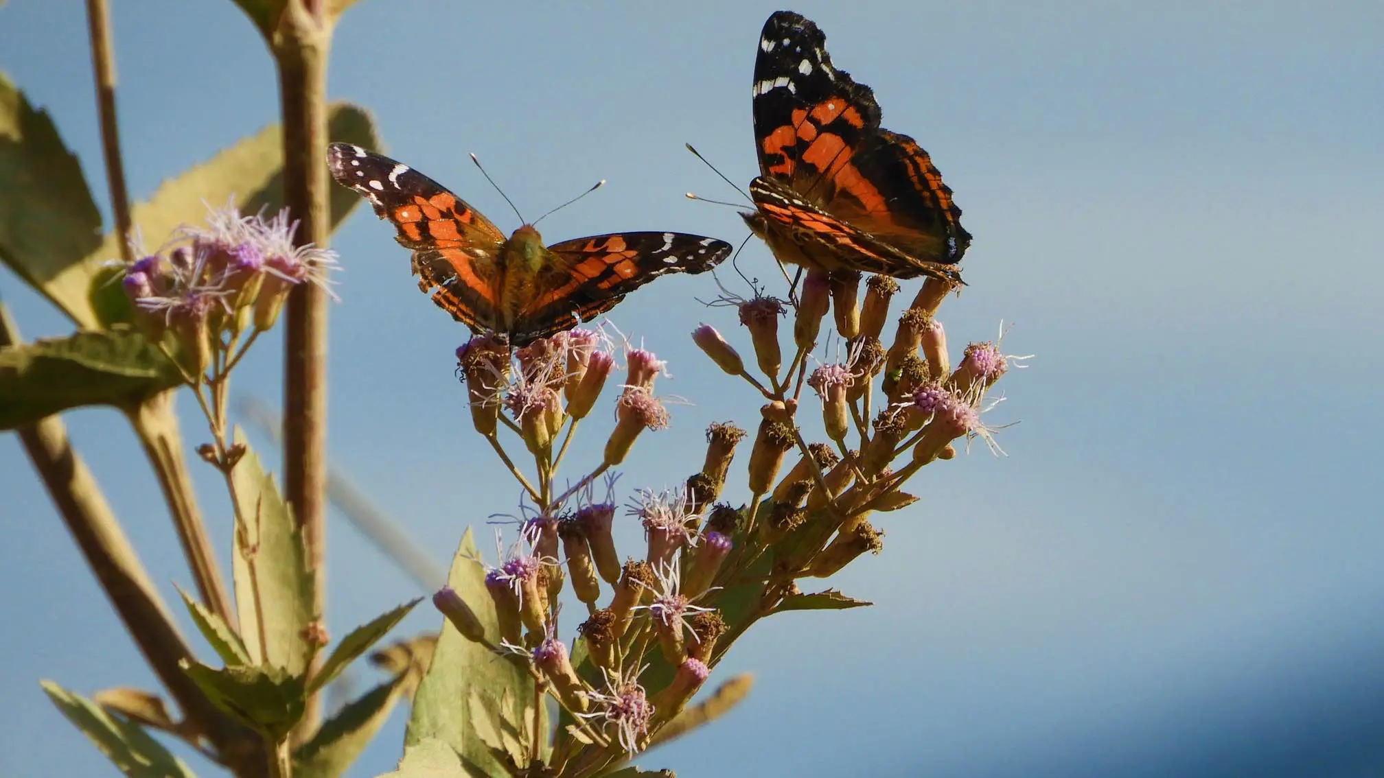 اكتشاف يذهل العلماء.. بعض الفراشات قادرة على عبور المحيطات