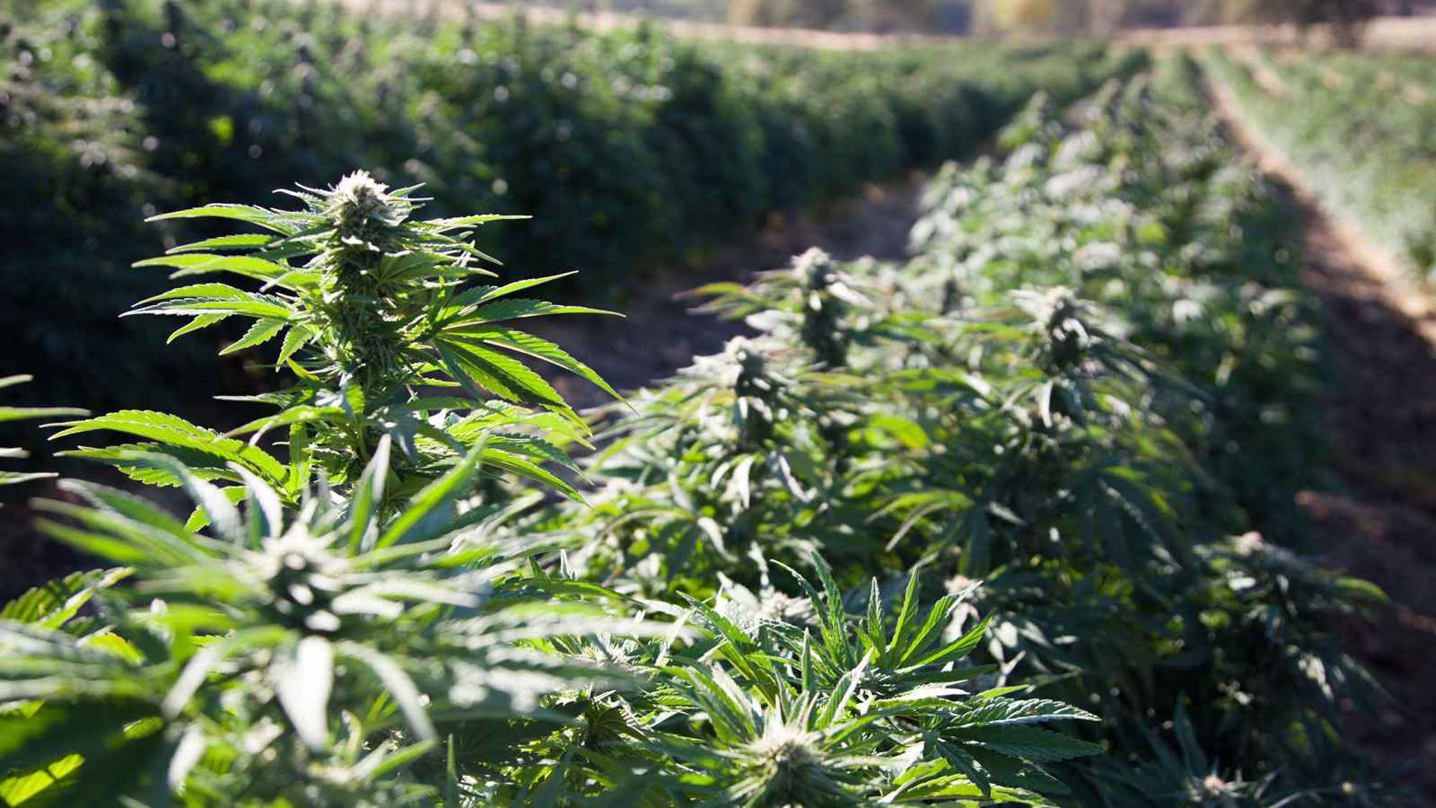 "مثيرة للقلق".. دراسة تكشف تأثير القنب على وظائف المخ