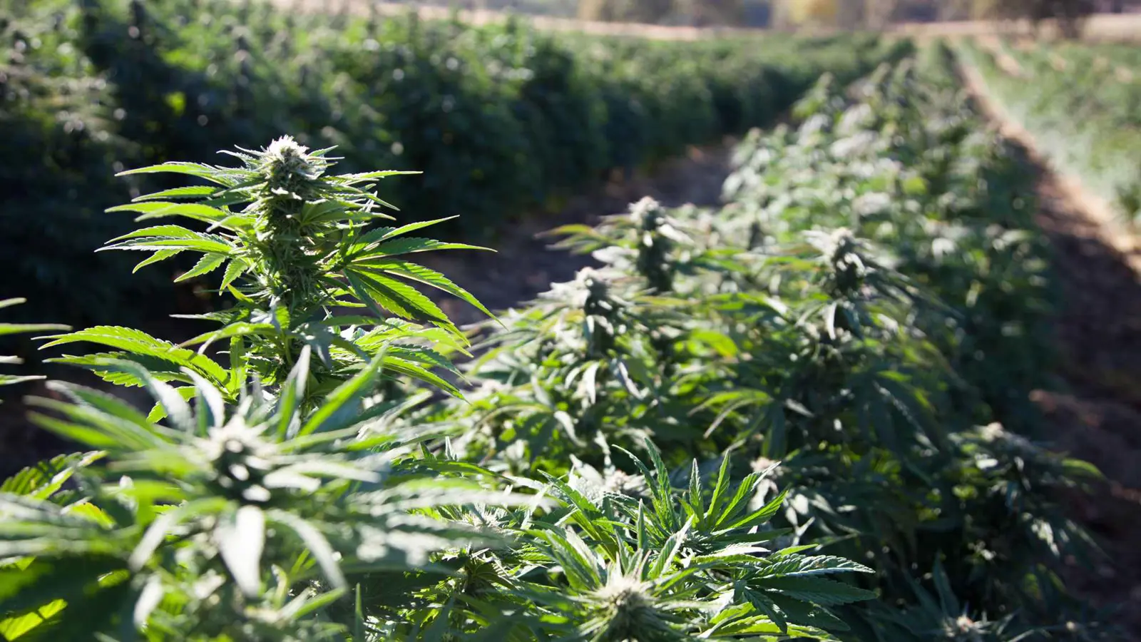 "مثيرة للقلق".. دراسة تكشف تأثير القنب على وظائف المخ