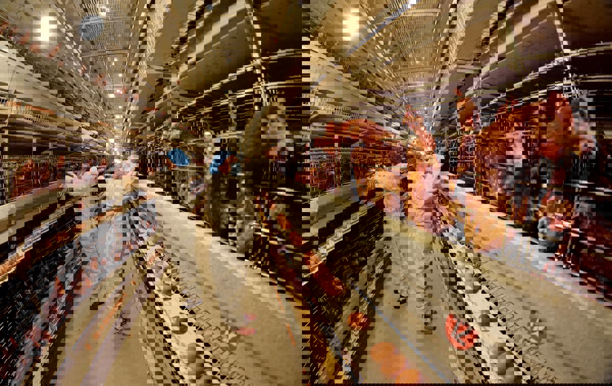 سلالة شديدة العدوى من أنفلونزا الطيور تتفشى في أستراليا