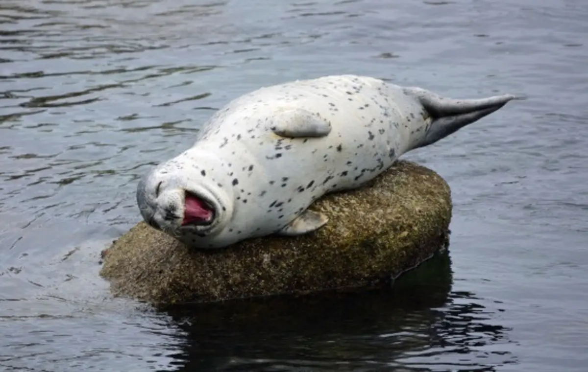 بالصور .. ضحكة الفقمة لول تجتاح الإنترنت