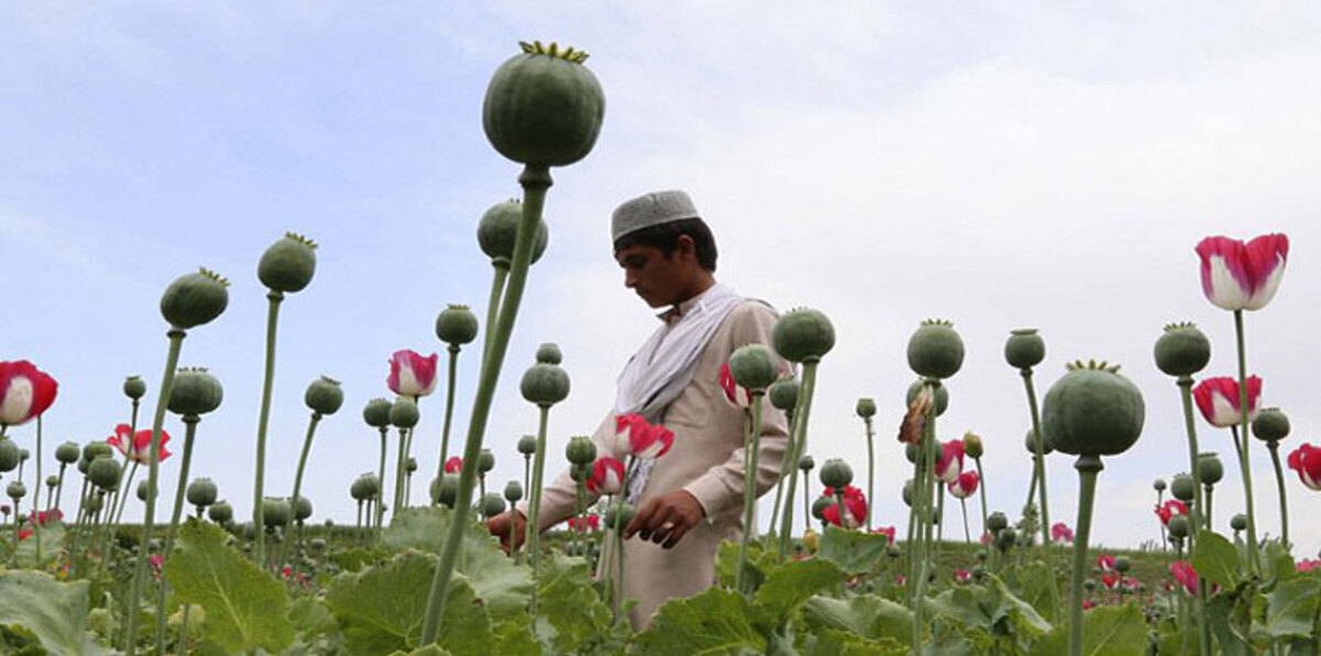 28 مليار دولار حجم الإتجار بالأفيون الأفغاني في أوروبا‎