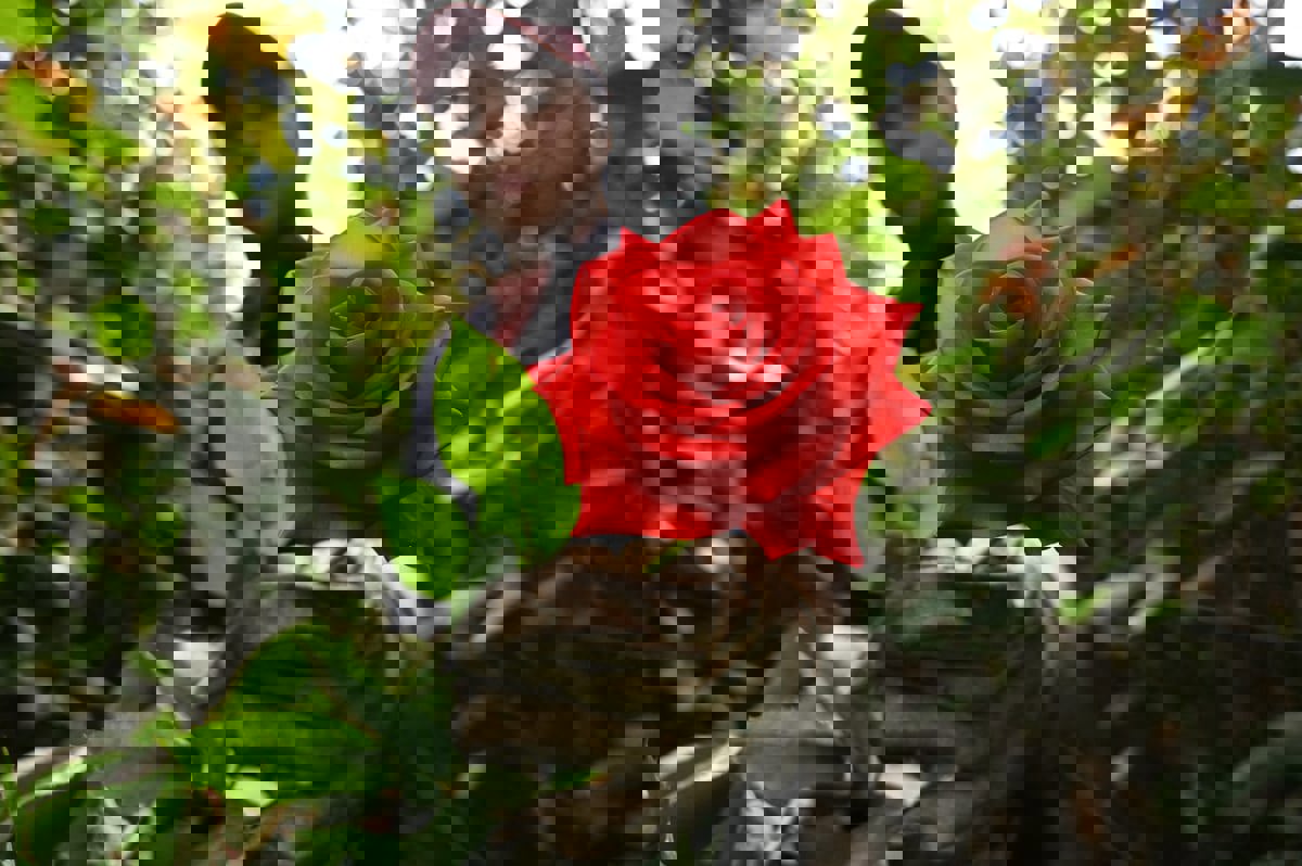 في "عيد الحب".. كولومبيا تصدّر 700 مليون زهرة (صور)