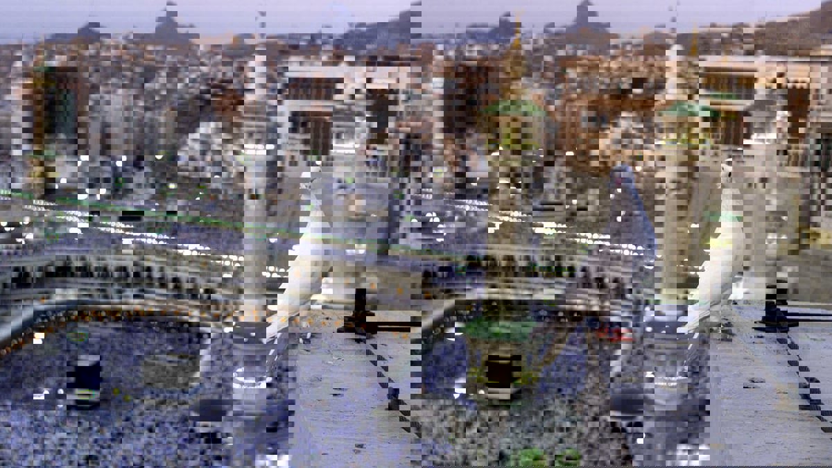 حمامة الحرم والطفلة.. مقطع متداول في السعودية وسط ردود متباينة (فيديو)