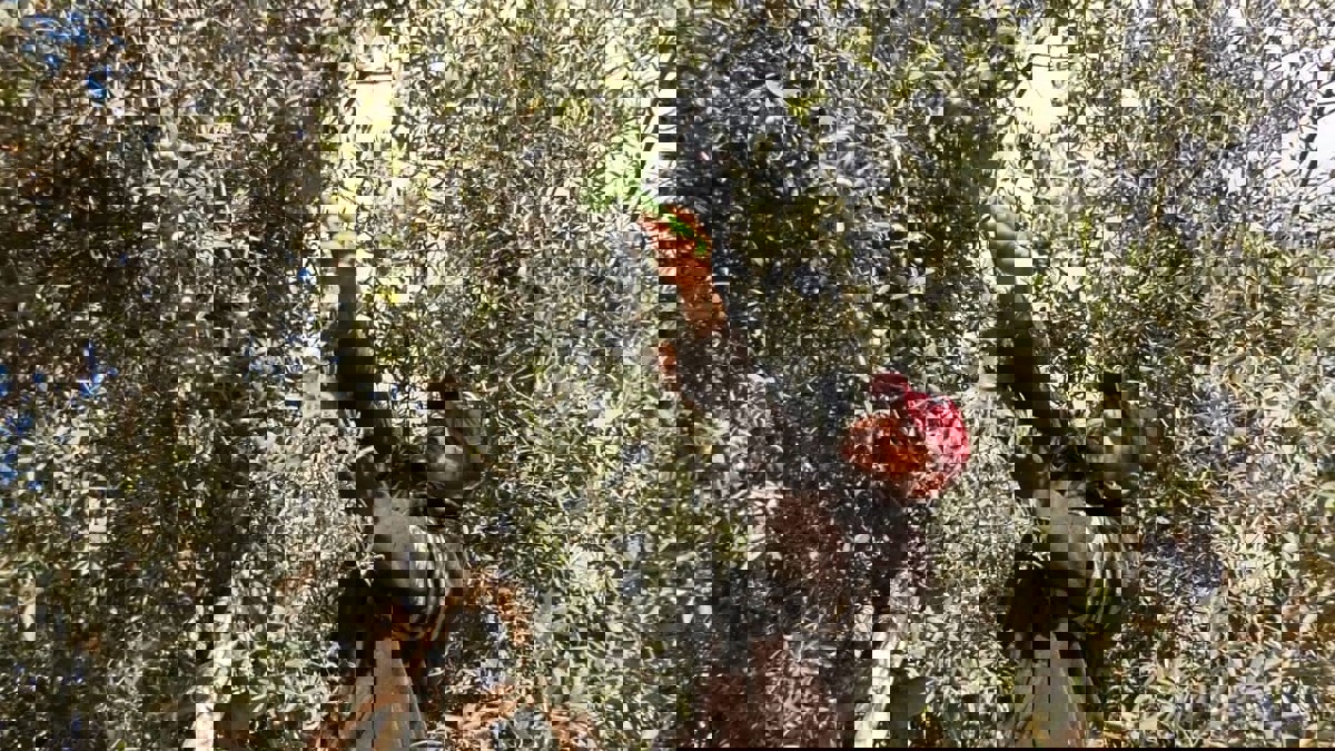 الزيتون في تونس.. من طقوس الجني إلى عقبات التصدير