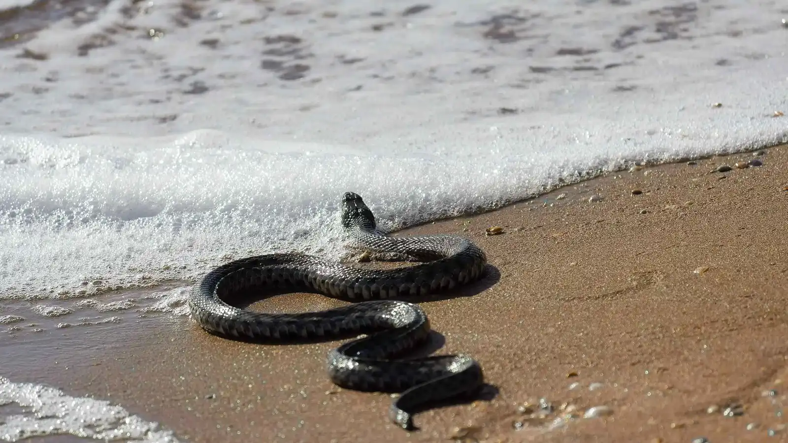 هل جميع الثعابين قادرة على السباحة واللدغ تحت الماء؟