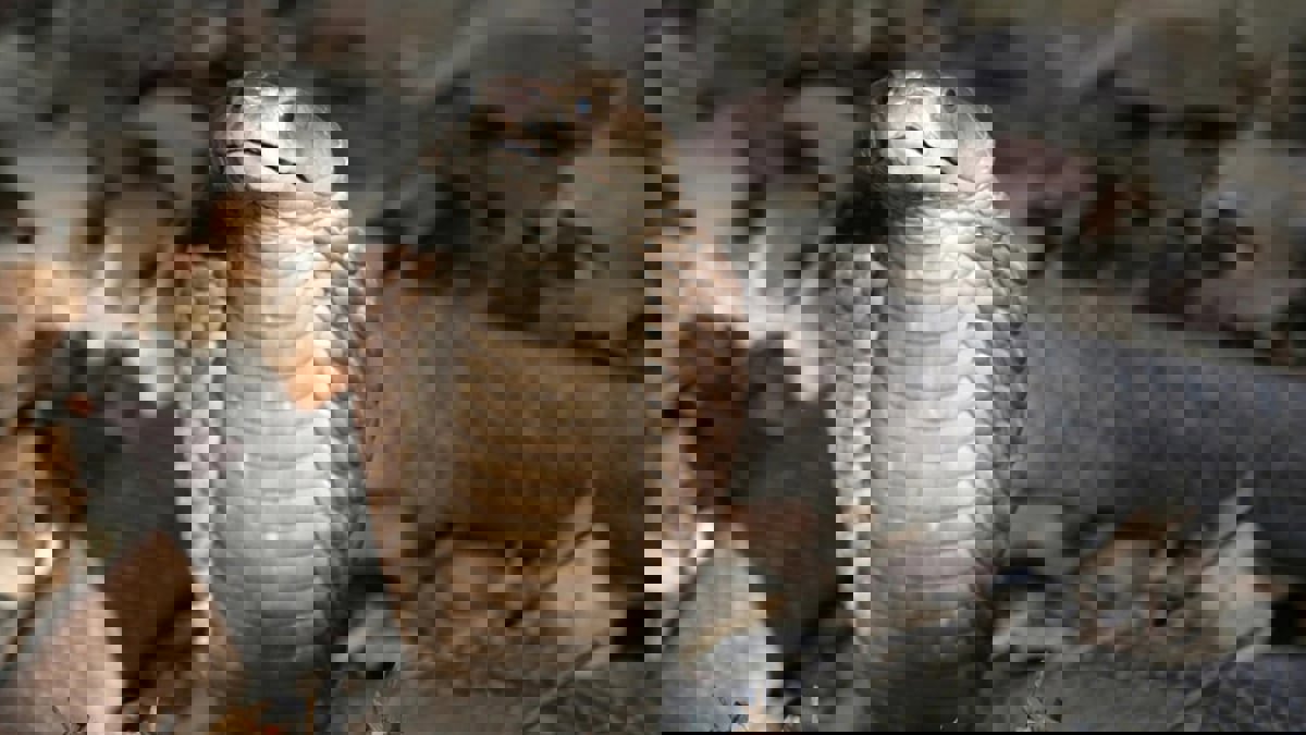 هروبا من السجن.. شاب ينتحر بلدغة الكوبرا الباصقة (صور)