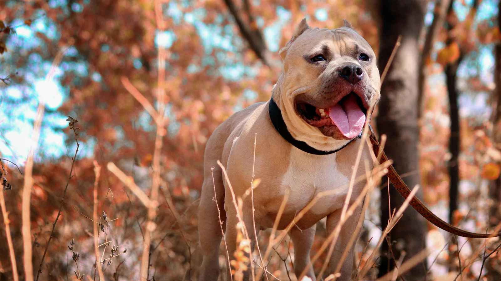 مصرع رضيعة بهجوم كلب "بيتبول" تمتلكه عائلتها