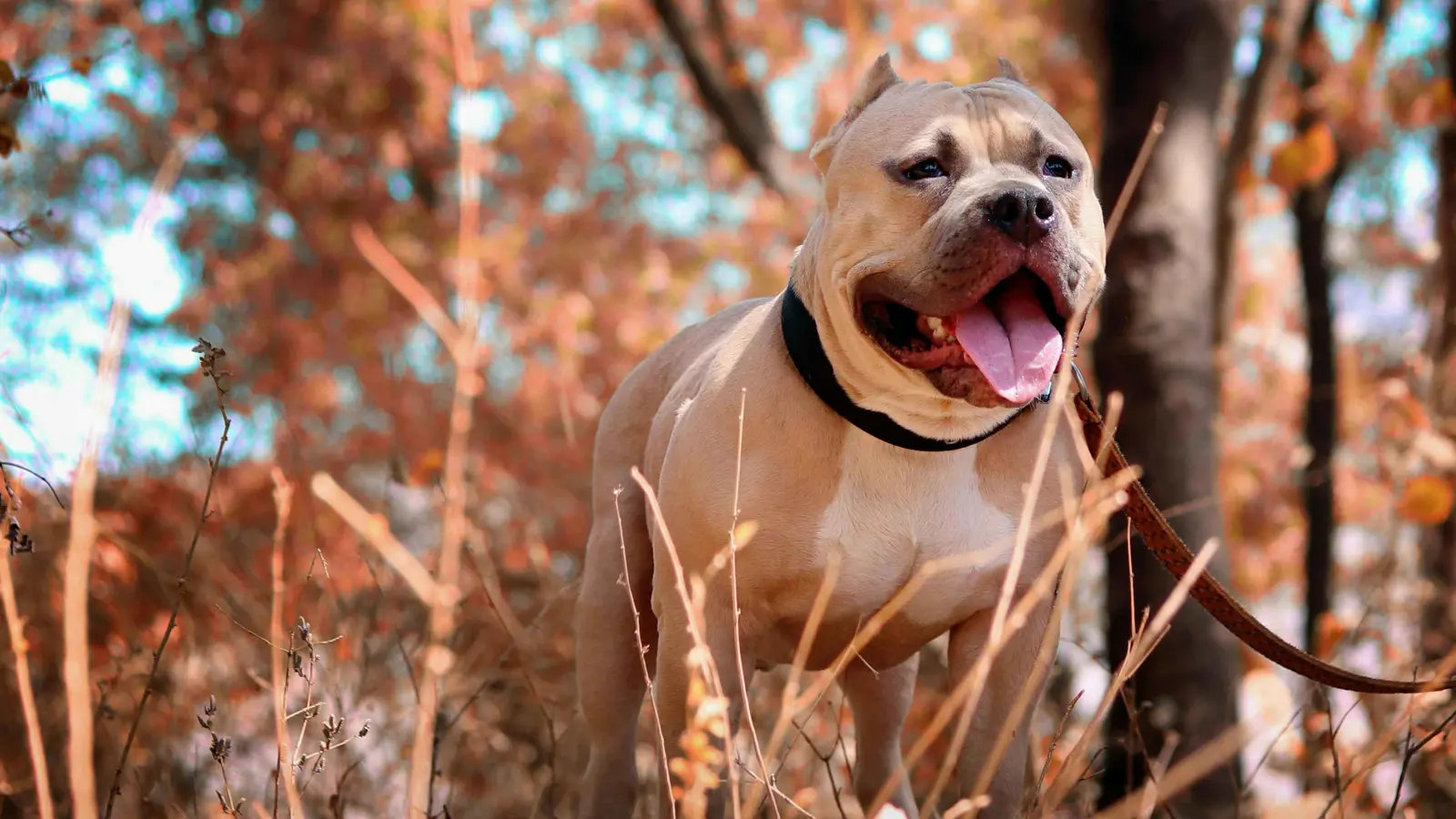 مصرع رضيعة بهجوم كلب "بيتبول" تمتلكه عائلتها