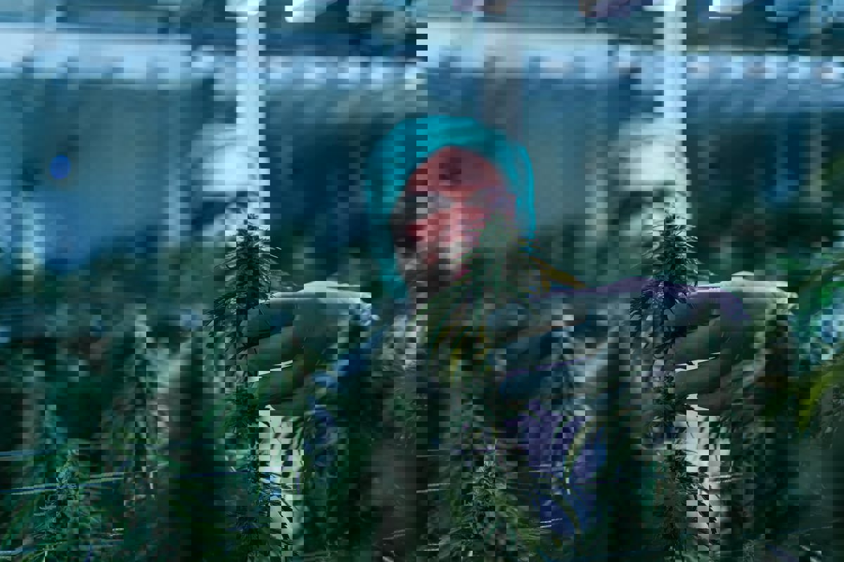 وزارة العدل الأمريكية بصدد إعادة تصنيف الماريغوانا