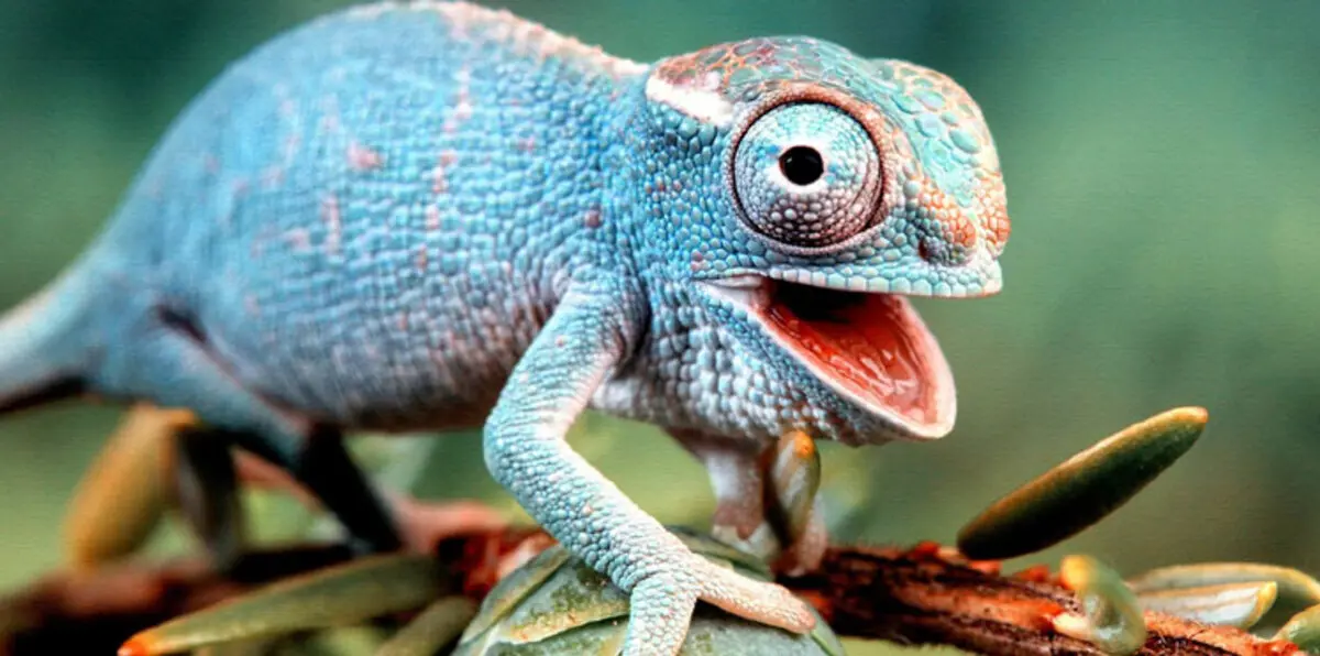 سحلية عمرها 90 مليون سنة تمثل الحلقة المفقودة للزواحف (صورة)