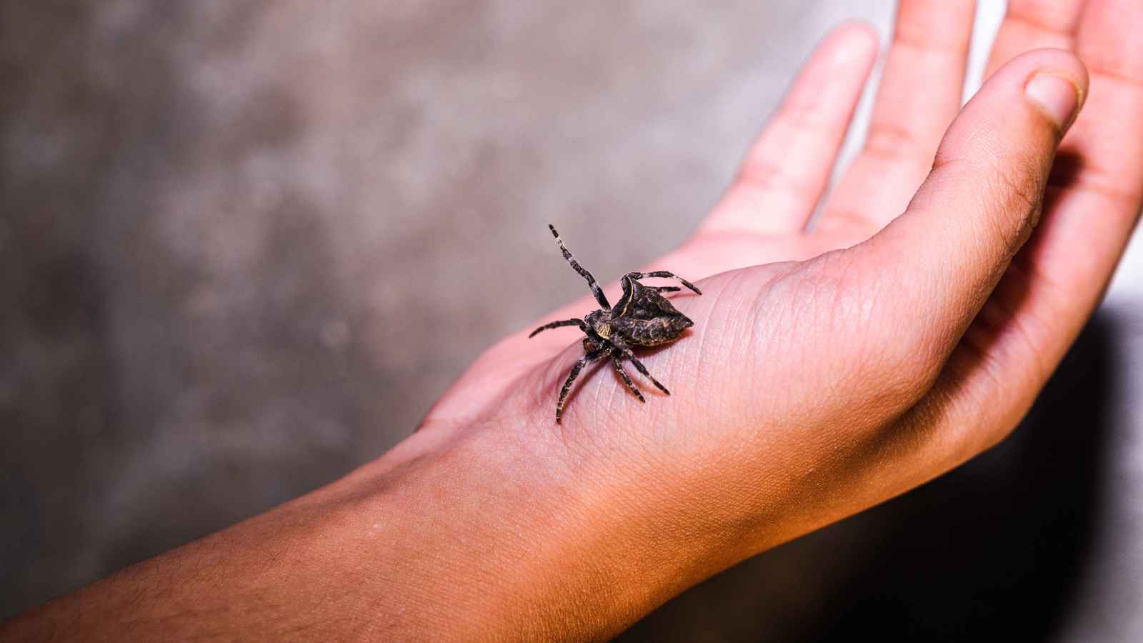 عقار جديد من "سم العنكبوت" لعلاج النوبات القلبية