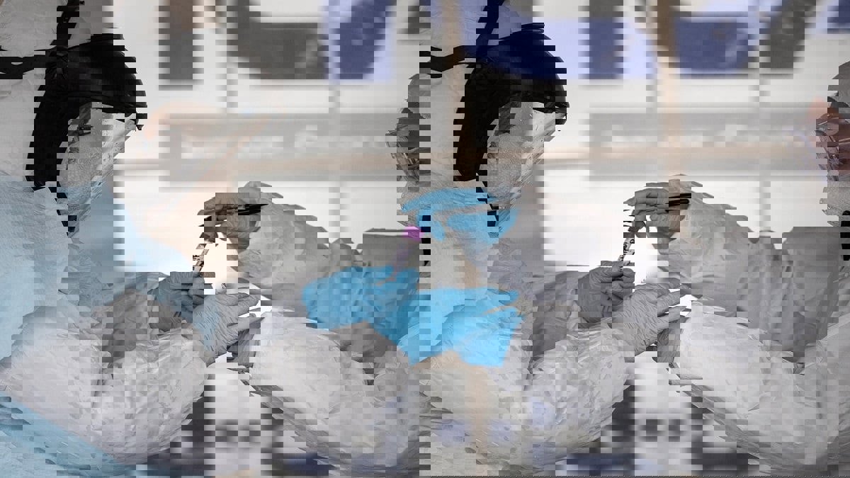 خبراء: لقاحات "كورونا" قادرة على قتل سلالة الفيروس الجديدة في بريطانيا