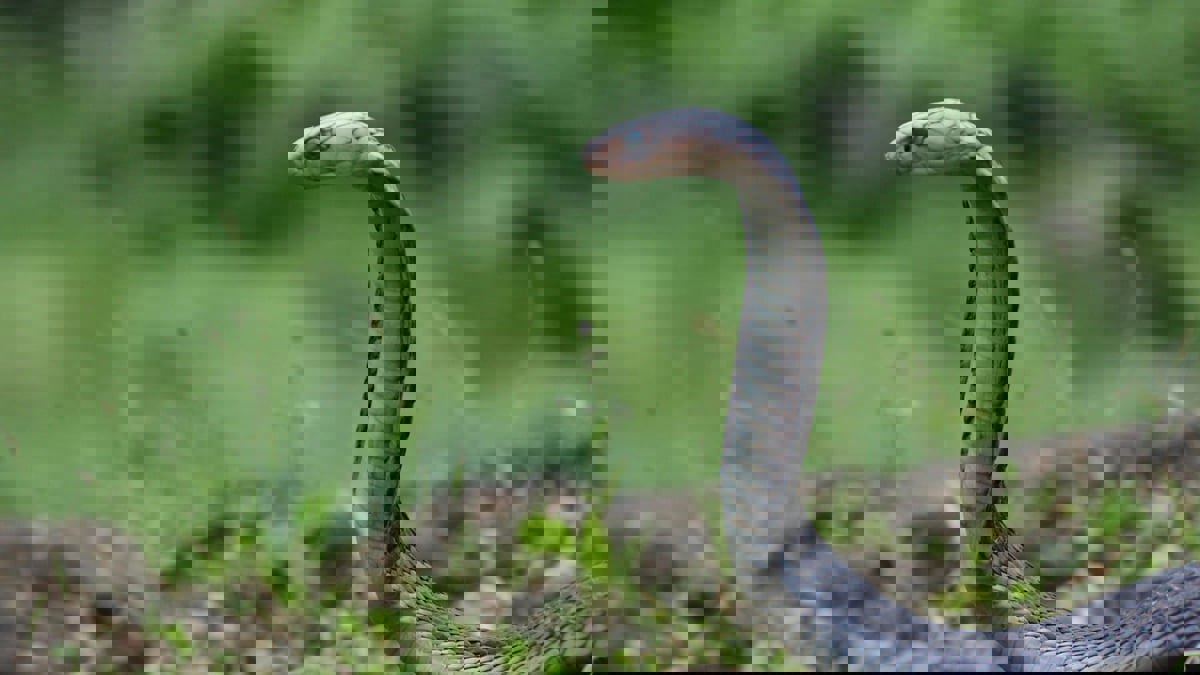 شاب سعودي ينجو من موت محقق بسبب هوايته مع الأفاعي (فيديو)‎