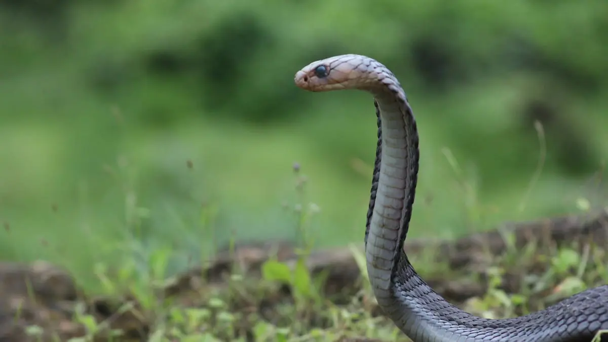 شاب سعودي ينجو من موت محقق بسبب هوايته مع الأفاعي (فيديو)‎