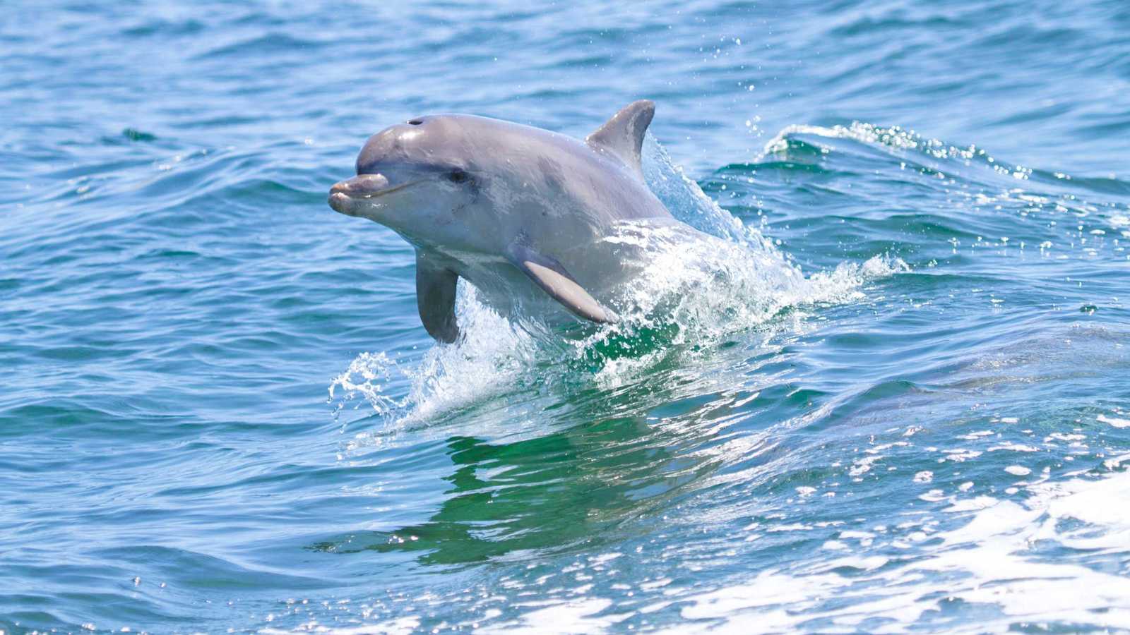 مشهد مذهل.. رصد دولفين "ألبينو" نادر قبالة سواحل فرجينيا (فيديو)