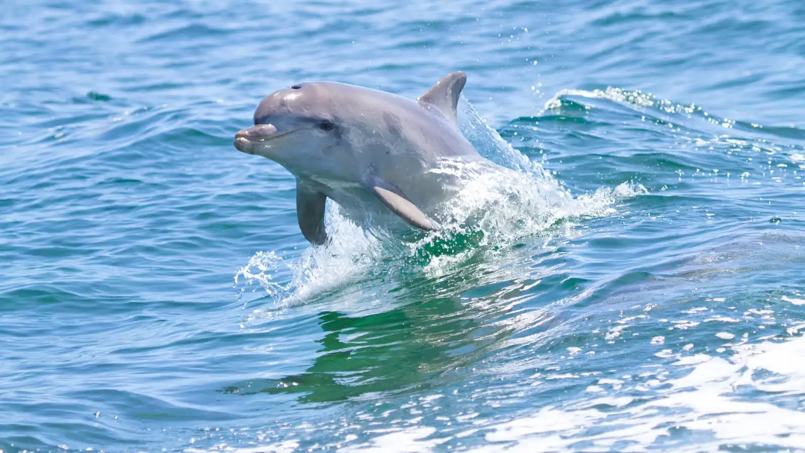 مشهد مذهل.. رصد دولفين "ألبينو" نادر قبالة سواحل فرجينيا (فيديو)