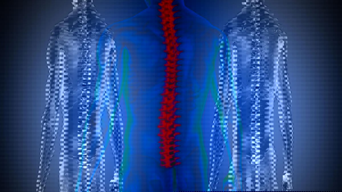 كشف علمي.. النخاع الشوكي قادر على تكوين وحفظ الذكريات