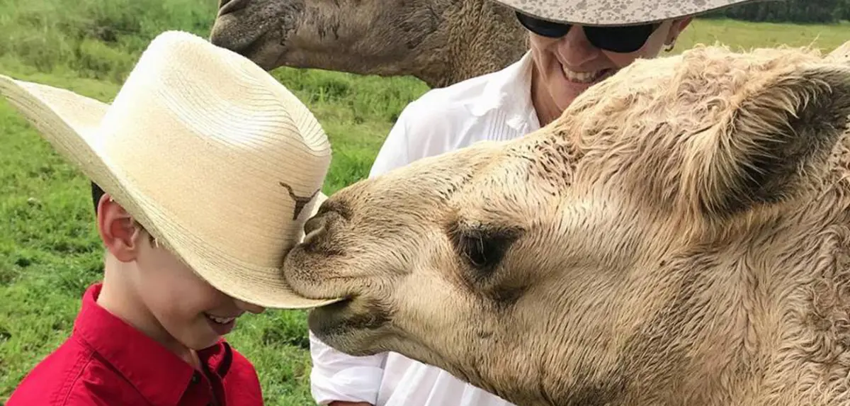 شوكولاتة صحية من حليب الإبل لمرضى السكري (صور)