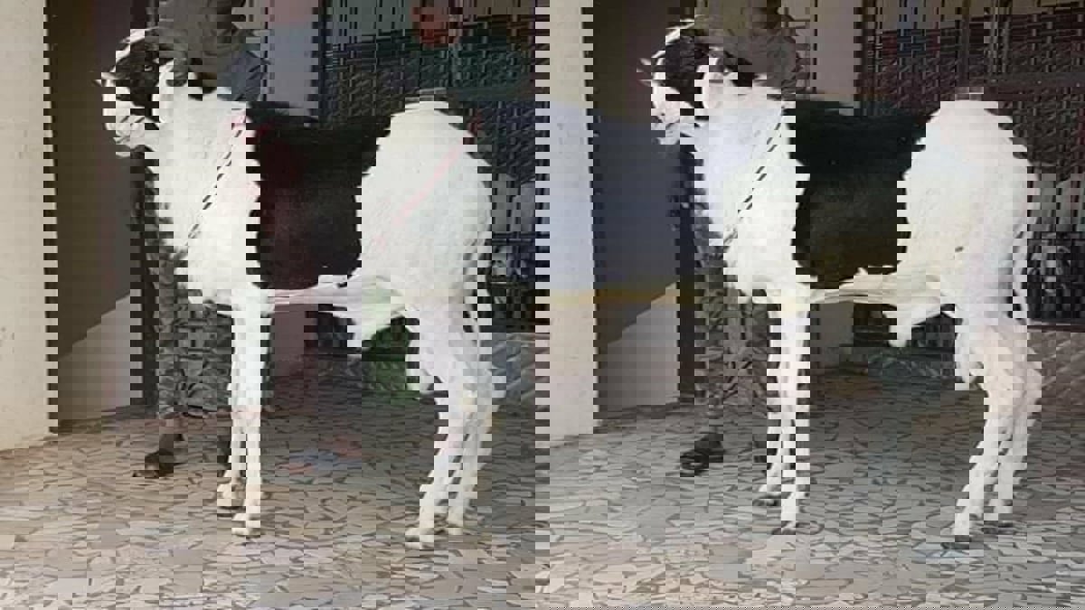 "لادوم".. أغنام أغلى من السيارات في السنغال