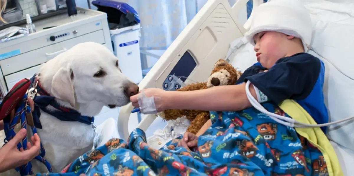 لأول مرة.. بريطانيا تستخدم الكلاب للكشف عن سرطان القولون