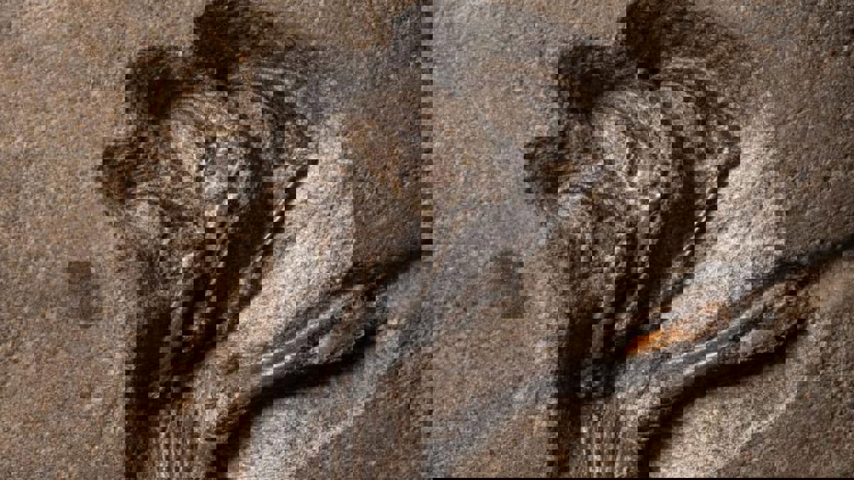 من أندر السلالات.. اكتشاف بقايا زاحف مجنح عملاق في إسكتلندا