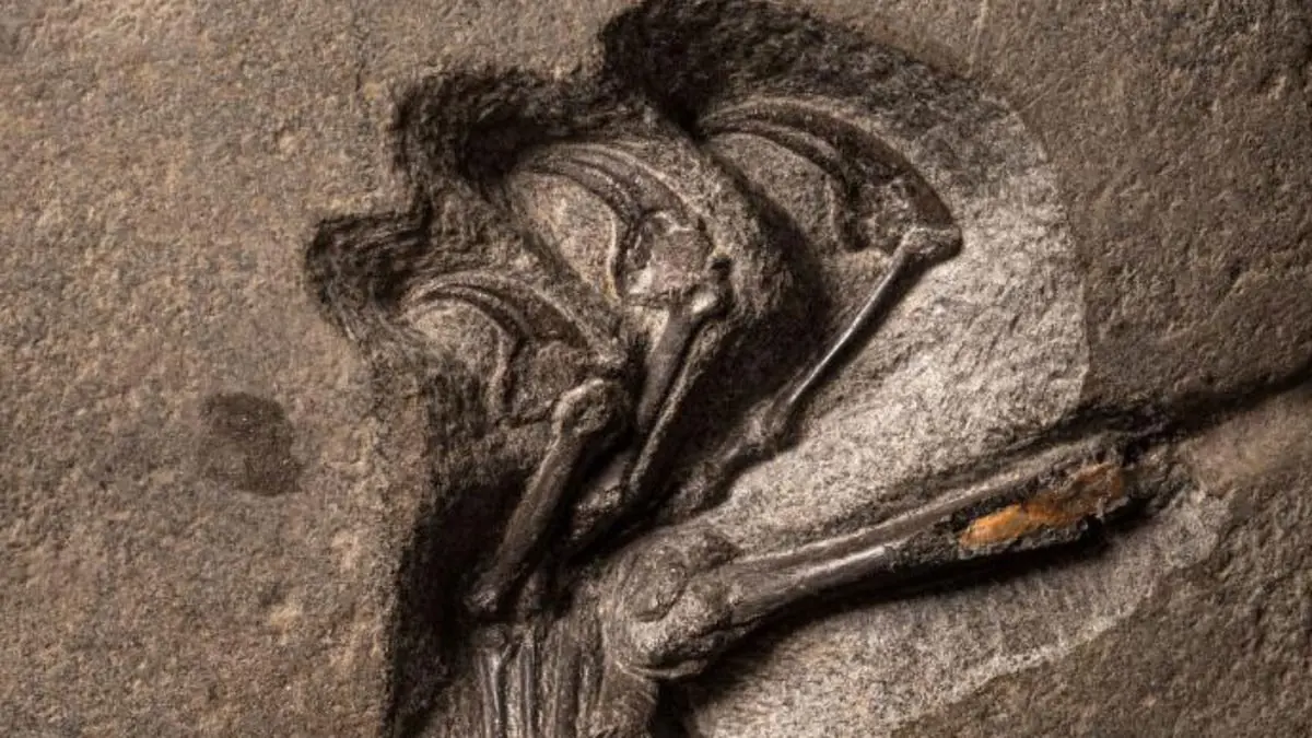 من أندر السلالات.. اكتشاف بقايا زاحف مجنح عملاق في إسكتلندا