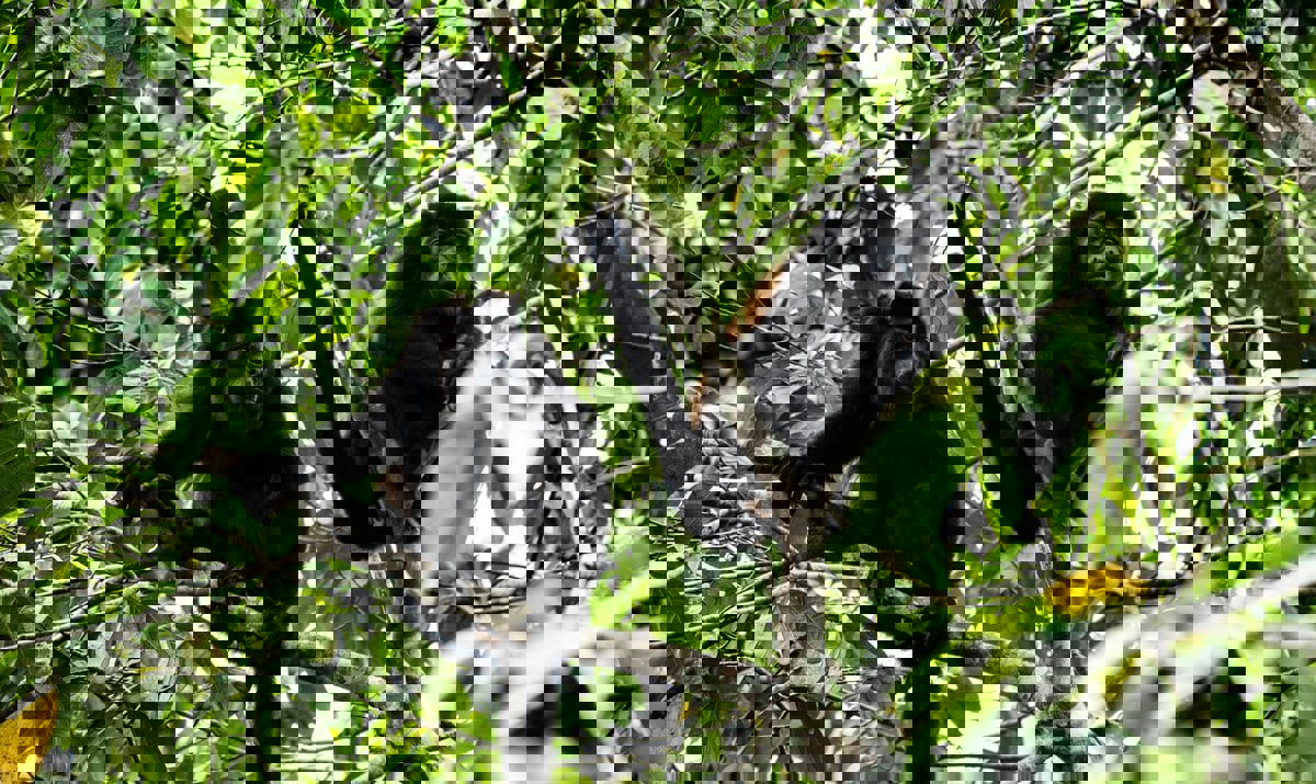 موجة حر قاسية في المكسيك تدفع القردة للتساقط عن الأشجار ميتة (صور)