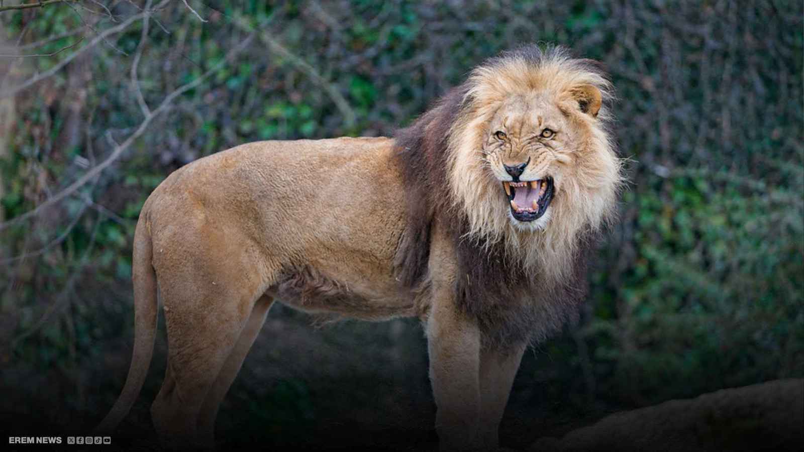 أسد يفترس ذراع امرأة