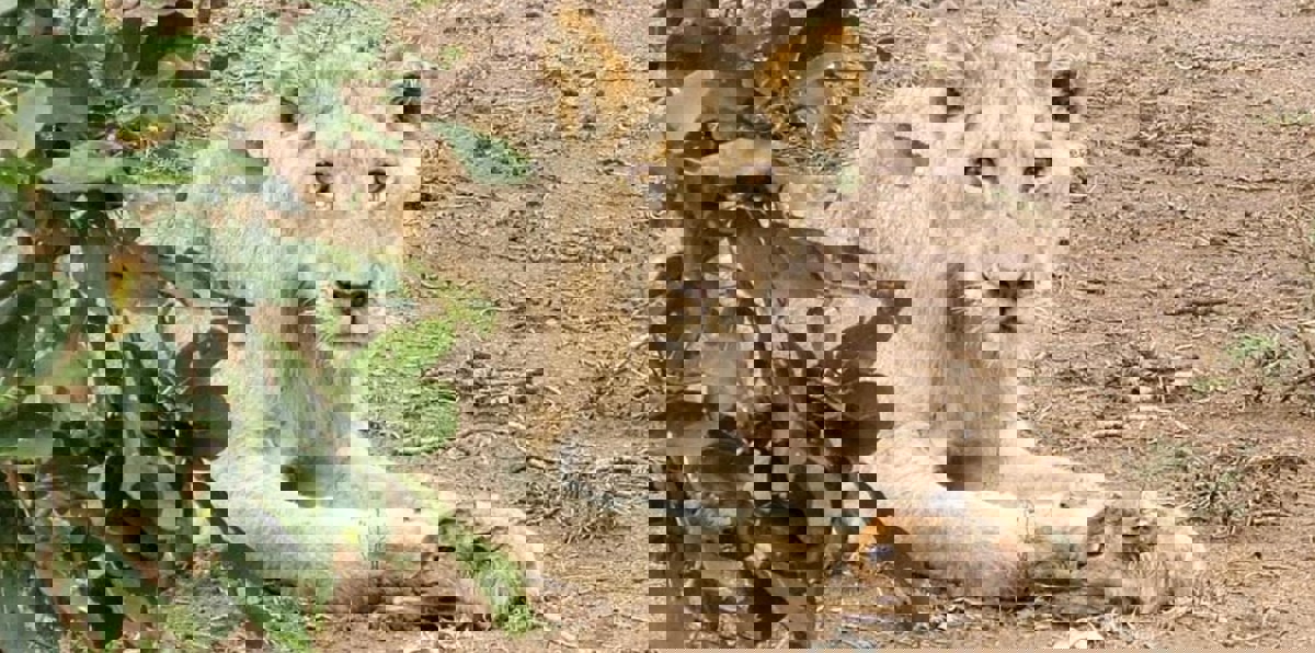 لبؤة تتبنى ظبيًا صغيرًا في جنوب إفريقيا  (صور)