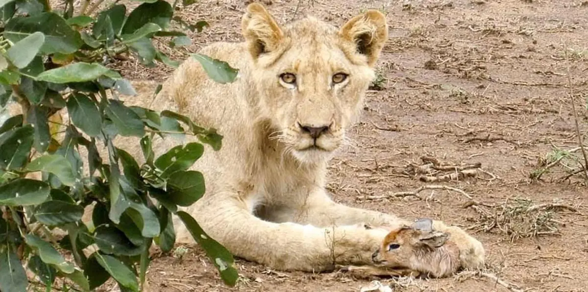 لبؤة تتبنى ظبيًا صغيرًا في جنوب إفريقيا  (صور)