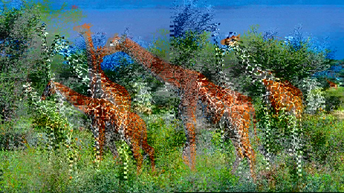 أشهر الحدائق والمتنزّهات في العالم لاستكشاف الحياة البرية والبحرية