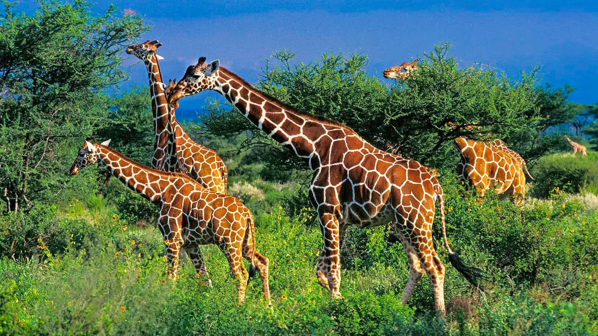 أشهر الحدائق والمتنزّهات في العالم لاستكشاف الحياة البرية والبحرية